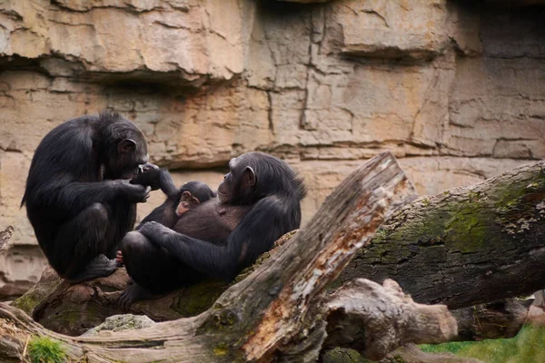 Two female chimpanzees caring for young, mother\'s love, large tree trunk, monkeys