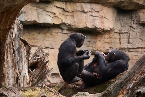 Dwie Szympansy Opiekujące Się Młodymi Miłość Matki Duży Pień Małpy — Zdjęcie stockowe
