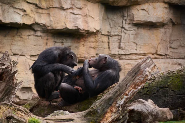 Two female chimpanzees caring for young, mother's love, large tree trunk, monkeys