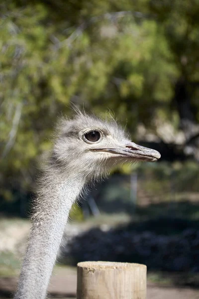 Friendly Ostrich Looking Her Curious Eyes Mother Nature Animals — Stock Photo, Image