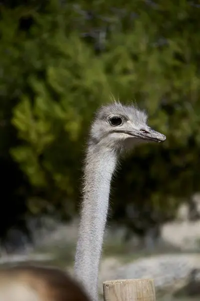 Friendly Ostrich Looking Her Curious Eyes Mother Nature Animals — Stock Photo, Image