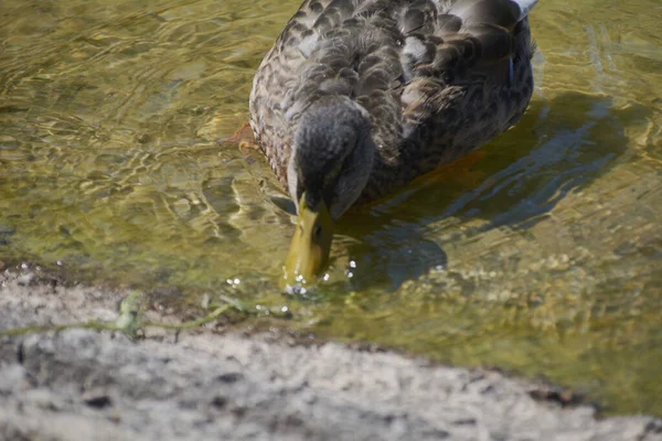 カモを飲むために池に近づいて 動物界 — ストック写真