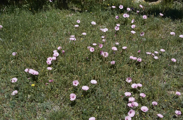 Tapijt Van Bloemen Heldere Warme Lente Kleuren Van Natuur — Stockfoto