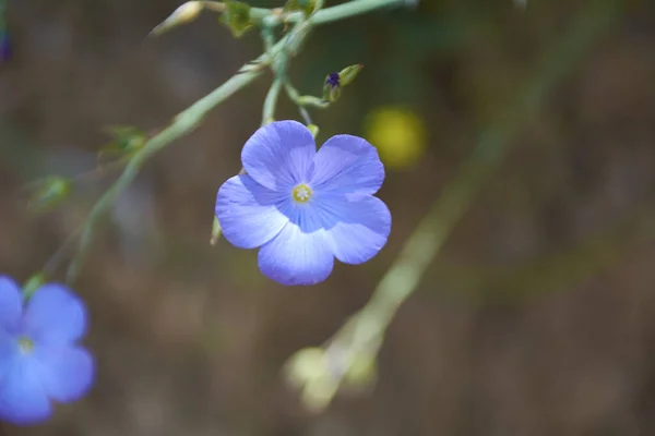 Pequena Flor Descartando Manto Verde Cores Natureza — Fotografia de Stock