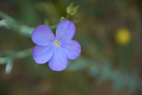 Pequena Flor Descartando Manto Verde Cores Natureza — Fotografia de Stock