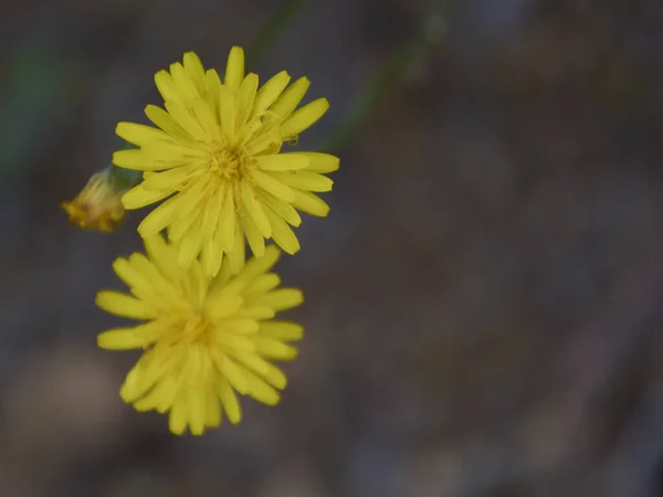 Kleine Bloemen Weggegooid Groene Mantel Kleuren Van Natuur — Stockfoto