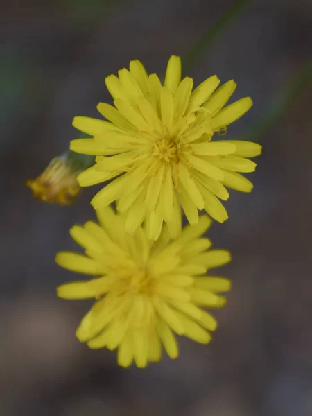 Μικρά Λουλούδια Πετάνε Στον Πράσινο Μανδύα Χρώματα Της Φύσης — Φωτογραφία Αρχείου