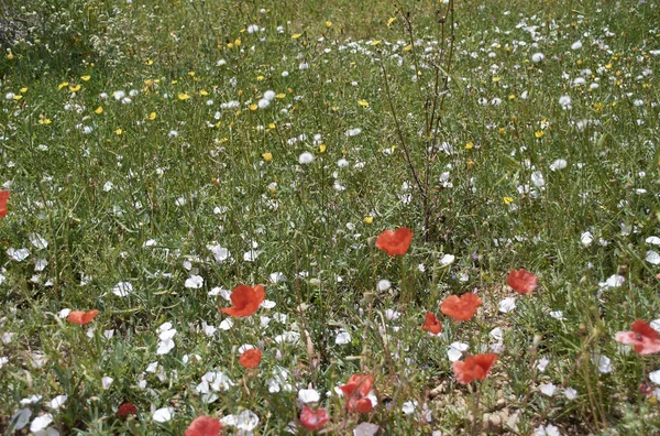 Tapijt Van Bloemen Heldere Warme Lente Kleuren Van Natuur — Stockfoto