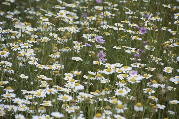 Dywan Kwiatów Jasnej Ciepłej Wiosny Kolory Natury — Zdjęcie stockowe