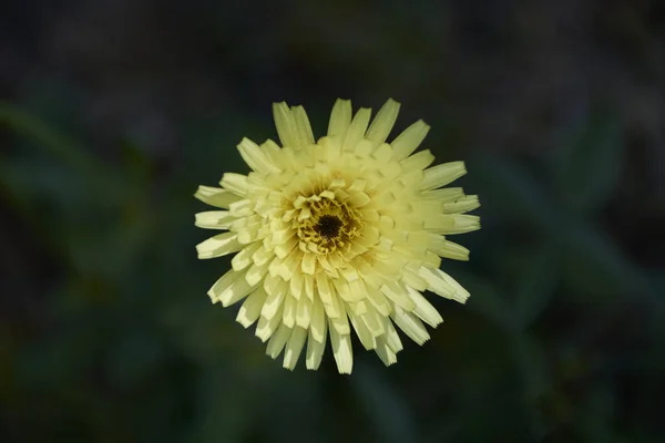 Μικρό Λουλούδι Που Πετάει Στον Πράσινο Μανδύα Χρώματα Της Φύσης — Φωτογραφία Αρχείου