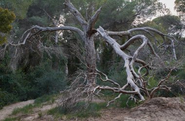 Gizemli ağaç dallarıyla sana sarılıyor. Günlerin sonu.
