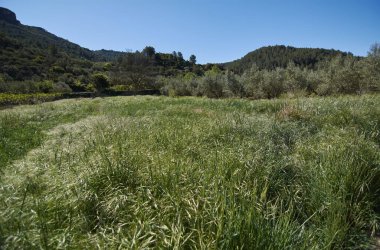 Baharda doğanın büyük yeşil halısı. Baharın renkleri ve doğanın renkleri