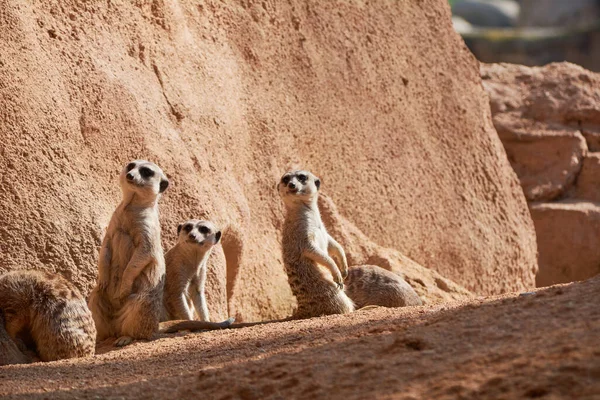 Três Animais Observando Perigos Natureza Gossip Alerta — Fotografia de Stock