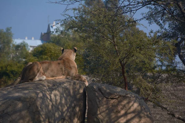 Lioness Top Stone Watching Territories — Stock Photo, Image