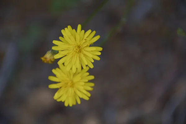 Pequeñas Flores Descartadas Sobre Manto Verde Colores Naturaleza — Foto de Stock