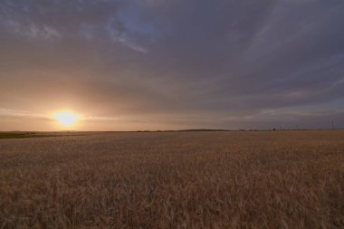Buğday tarlaları hasat öncesi güneşte yıkandı, yazın renkleri