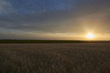Buğday tarlaları hasat öncesi güneşte yıkandı, yazın renkleri