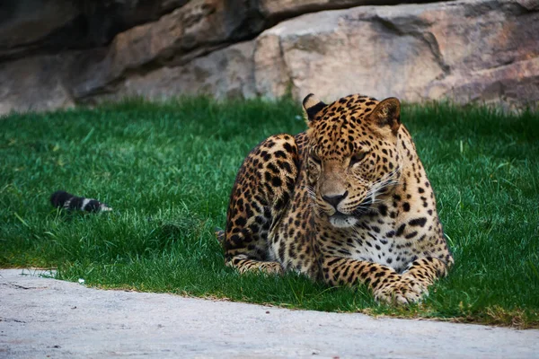 Majestic Panther Resting Grass Carpet Looking You Look — Stock Photo, Image