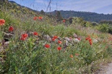 Parlak ve ılık baharda çiçeklerin halısı, doğanın renkleri