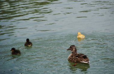 Anne ördek ve yavruları gölde yüzüyorlar. Annesinin Sevgisi