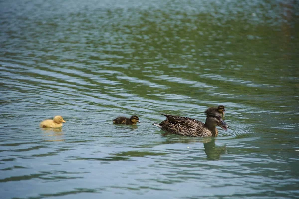 Mamá Pato Sus Patitos Nadando Lago Amor Madre — Foto de Stock