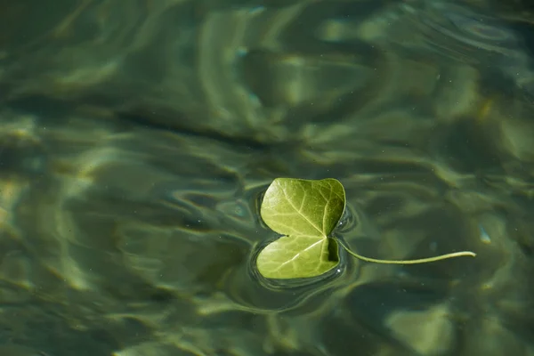 Groene Bloem Drijvend Kristalhelder Water Kleuren Van Natuur — Stockfoto