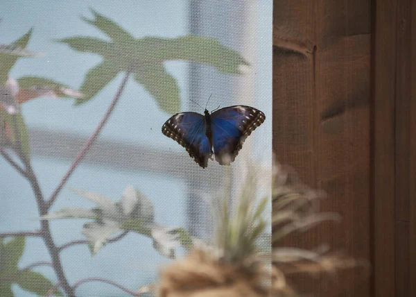 Hezký Modrý Motýl Sítí Listem Barvy Přírody — Stock fotografie