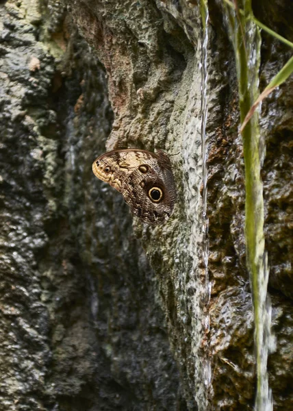 Bonita Mariposa Marrón Posada Arroyo Colores Naturaleza —  Fotos de Stock