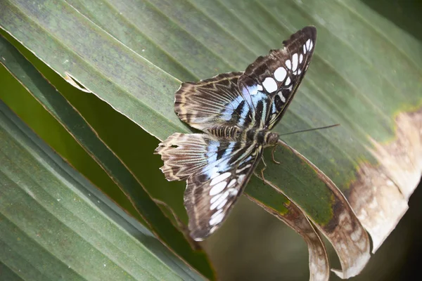 美丽的五彩斑斓的蝴蝶栖息在一片树叶上 自然的色彩 — 图库照片