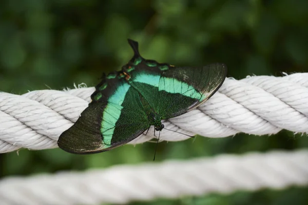 Bella Farfalla Multicolore Appollaiata Una Corda Colori Della Natura — Foto Stock