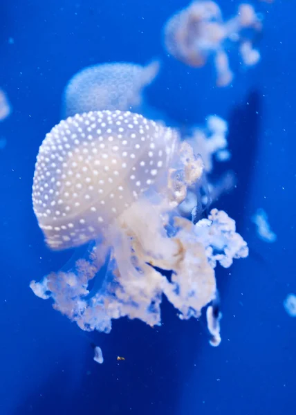 Medusas Fluorescentes Sobre Fondo Azul Océano Tranquilidad Paz —  Fotos de Stock