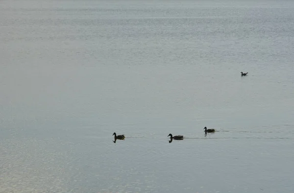 Familie Eenden Het Meer Voor Zonsondergang Kleuren Van Natuur — Stockfoto