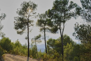 Dağlardaki üç ağaç güneşi örtüyor. Gün batımı