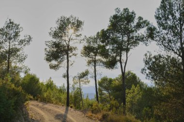 Dağlardaki üç ağaç güneşi örtüyor. Gün batımı