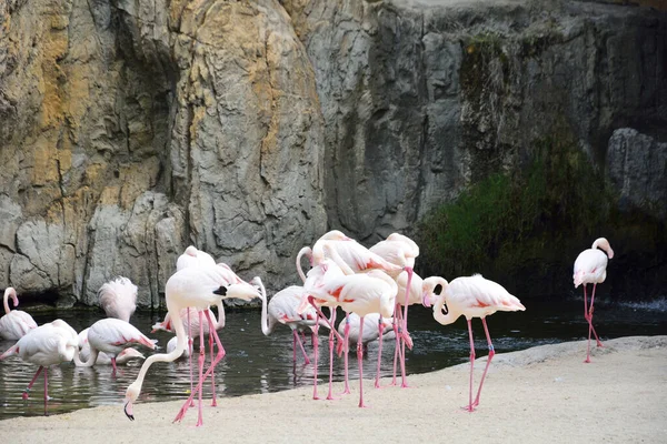 Grupo Flamencos Lado Del Lago Comiendo Colores Naturaleza — Foto de Stock