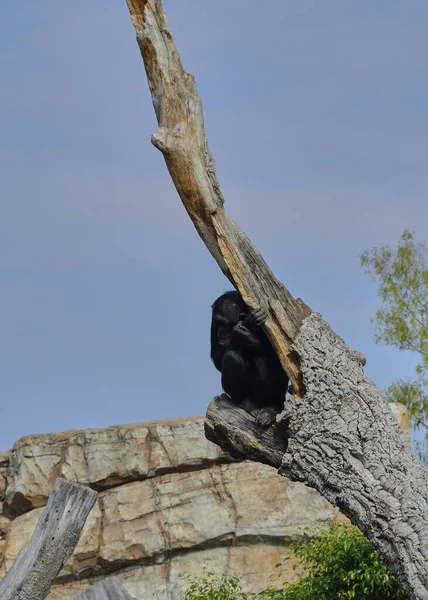 Smutny Szympans Szczycie Starego Kłody Kolory Natury — Zdjęcie stockowe