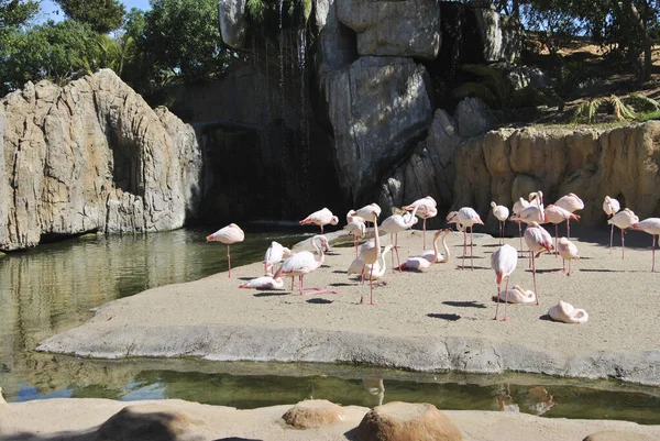 Group of flamingos at lake side eating. Colors of nature