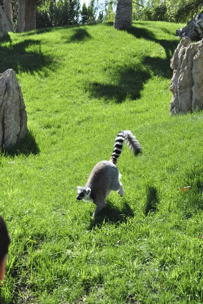 Lemur Kráčí Trávou Slunečného Dne Barvy Přírody — Stock fotografie