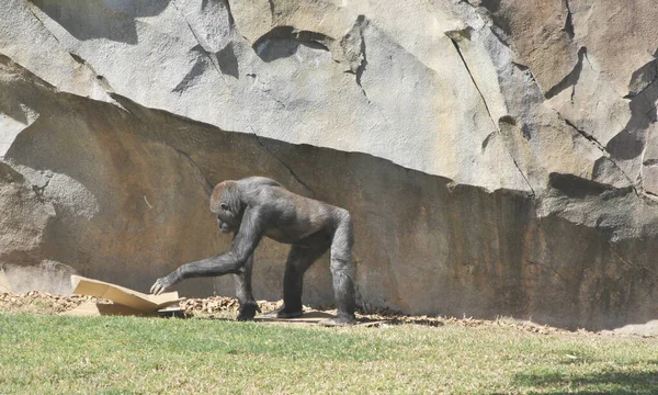 Szympans Bawiący Się Kartonowym Pudełkiem Kolory Natury — Zdjęcie stockowe