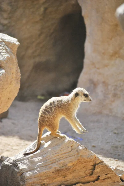 Suricata Mirando Paisaje Con Las Piernas Levantadas —  Fotos de Stock