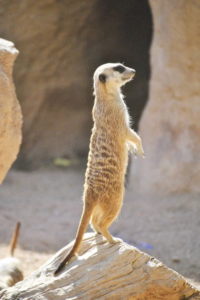Meerkat Observando Paisagem Com Pernas Levantadas Cores Natureza — Fotografia de Stock