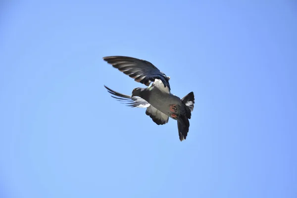 Pigeon Volant Dans Ciel Bleu Vif Couleurs Nature — Photo