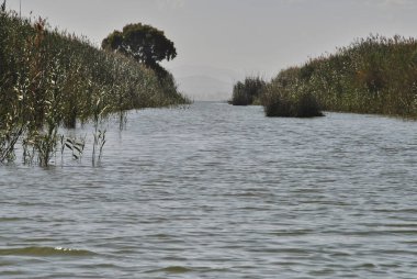 Bitki ve sazlıklarla dolu büyük bir göl. Doğanın renkleri