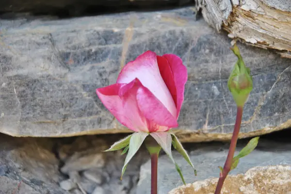 Rózsaszín Virág Zöld Hátterű Levelek Tavasszal Természet Színei — Stock Fotó