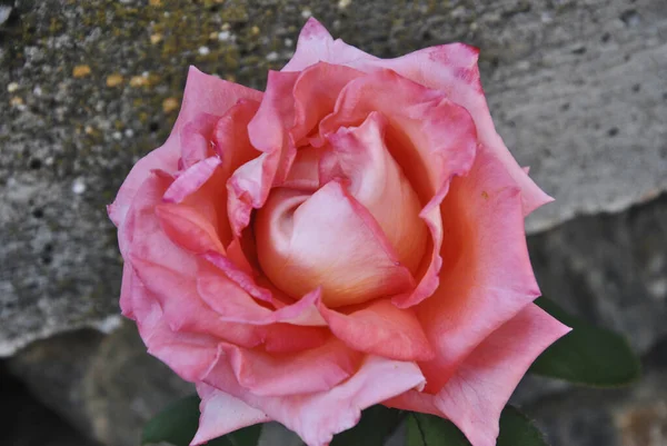 Flor Rosa Contexto Verde Folhas Primavera Cores Natureza — Fotografia de Stock