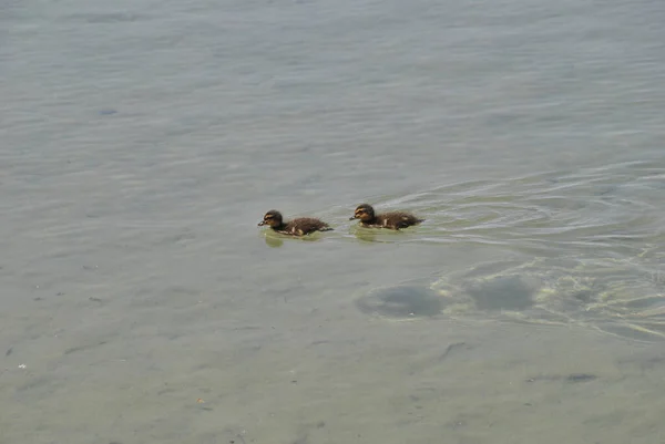 Twee Eendjes Zwemmen Het Meer Kleuren Van Natuur — Stockfoto