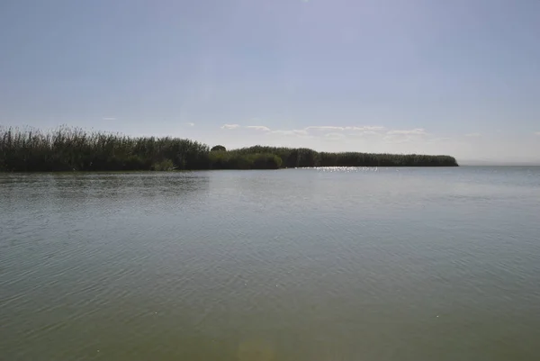 Большое Озеро Полное Растительности Тростника Цвета Природы — стоковое фото