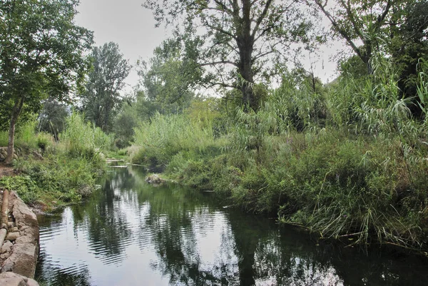 Río Aguas Tranquilas Través Una Exuberante Vegetación Colores Naturaleza — Foto de Stock