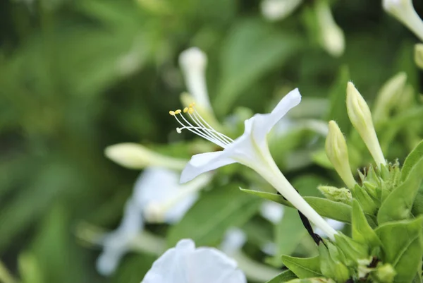 Baharda Yaprakların Yeşil Arka Planında Beyaz Çiçek Doğanın Renkleri — Stok fotoğraf