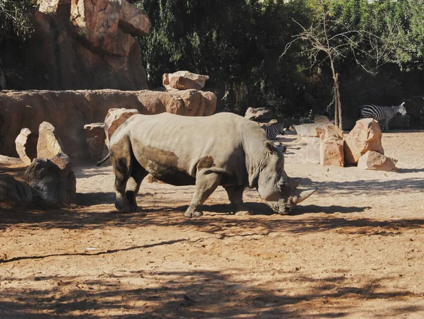 Rinoceronte Cebras Caminando Sobre Arena Colores Naturaleza — Foto de Stock